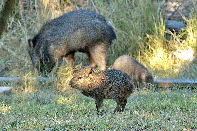 File:Juvenile javelina near Glenwood NM USA.jpg